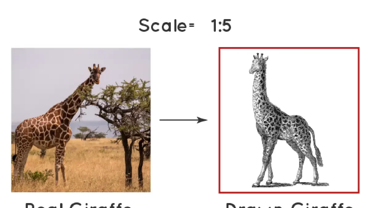 What Is Scale? – Types and More