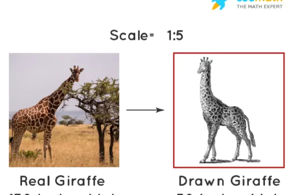 What Is Scale_ – Types and More