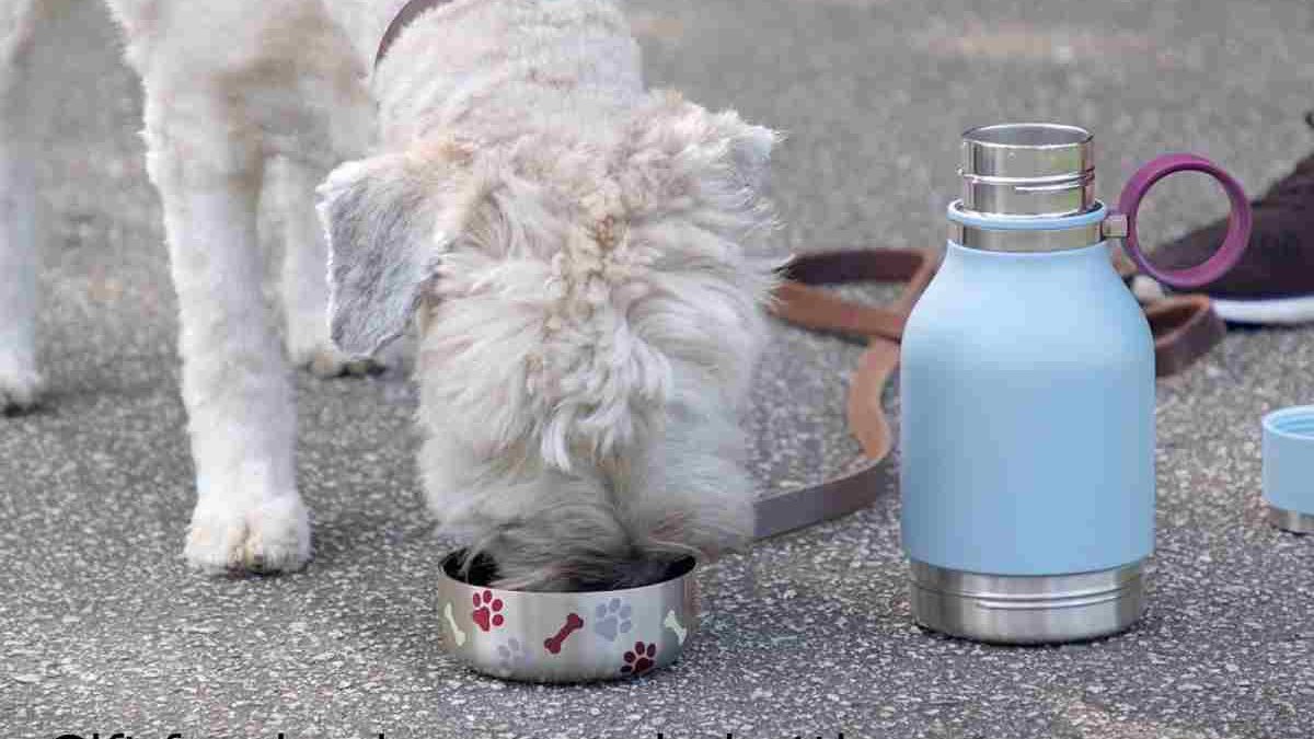 Gift for dog lovers asobubottle.com