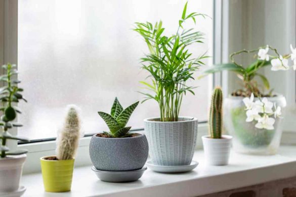 The 5 Easiest Indoor Plants for Any House