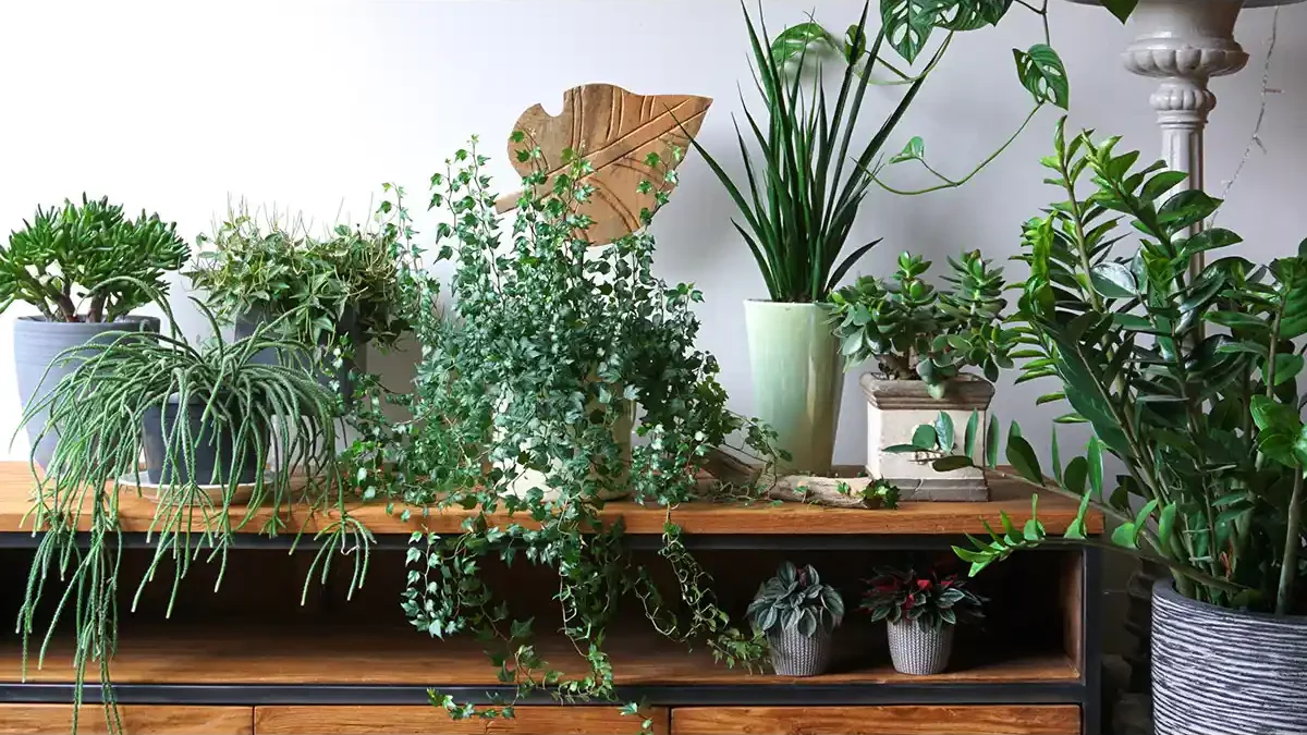 The 6 Easiest Indoor Plants for Any House