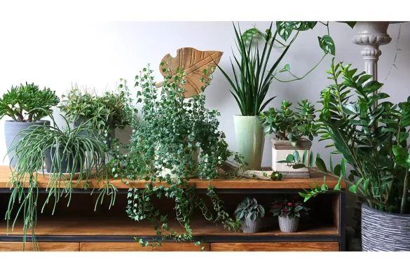 The 5 Easiest Indoor Plants for Any House