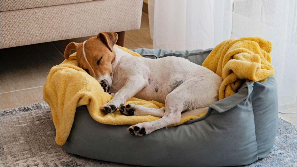Dog Bed Buying Guide for Beginners