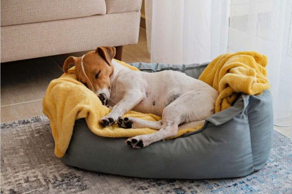 Dog Bed Buying Guide for Beginners