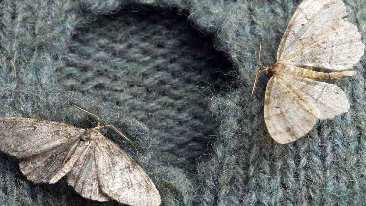 How to Prevent Moths from Infesting Your Home?