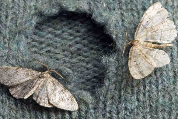 How to Prevent Moths from Infesting Your Home?