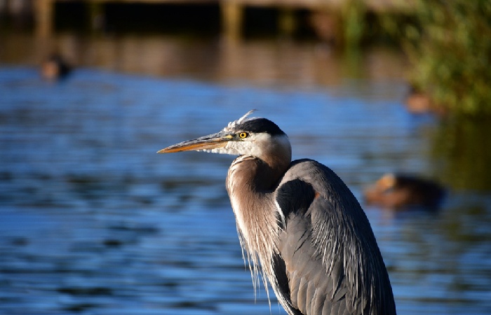 Bodacious Birding