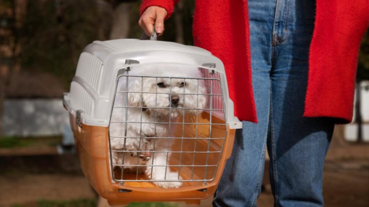 International Pet Shipping: What You Need to Know About Pet Movers