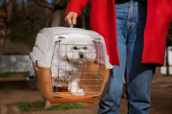 International Pet Shipping_ What You Need to Know About Pet Movers
