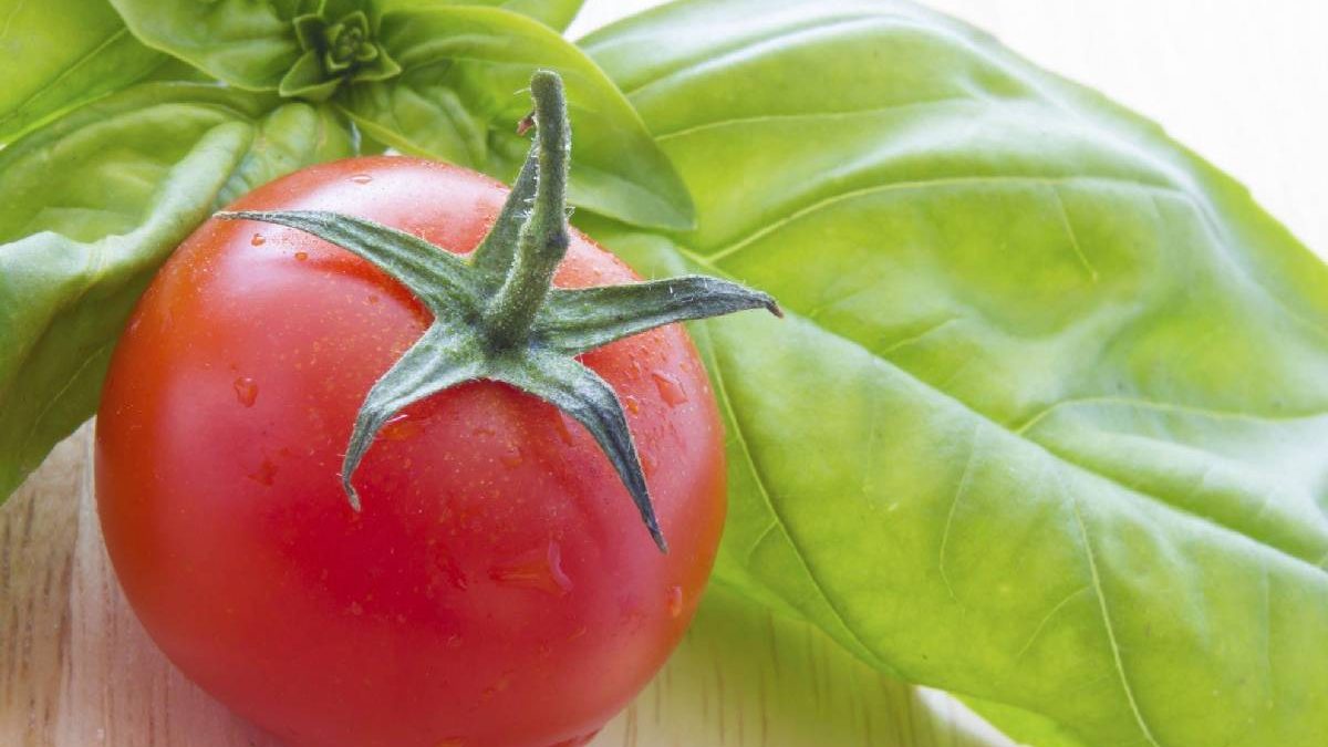 The Importance of Calcium for Tomato Plants