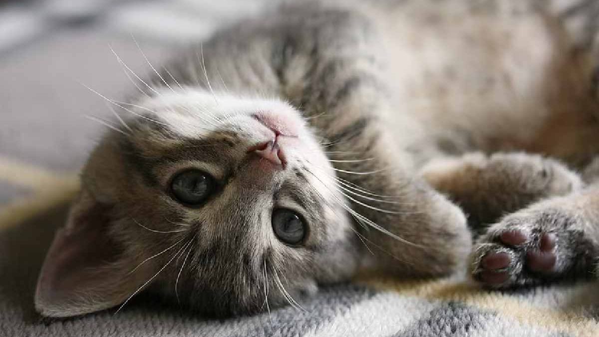 Calming Feline Fears: CBD Oil for Cats with Thunder and Noise Anxiety