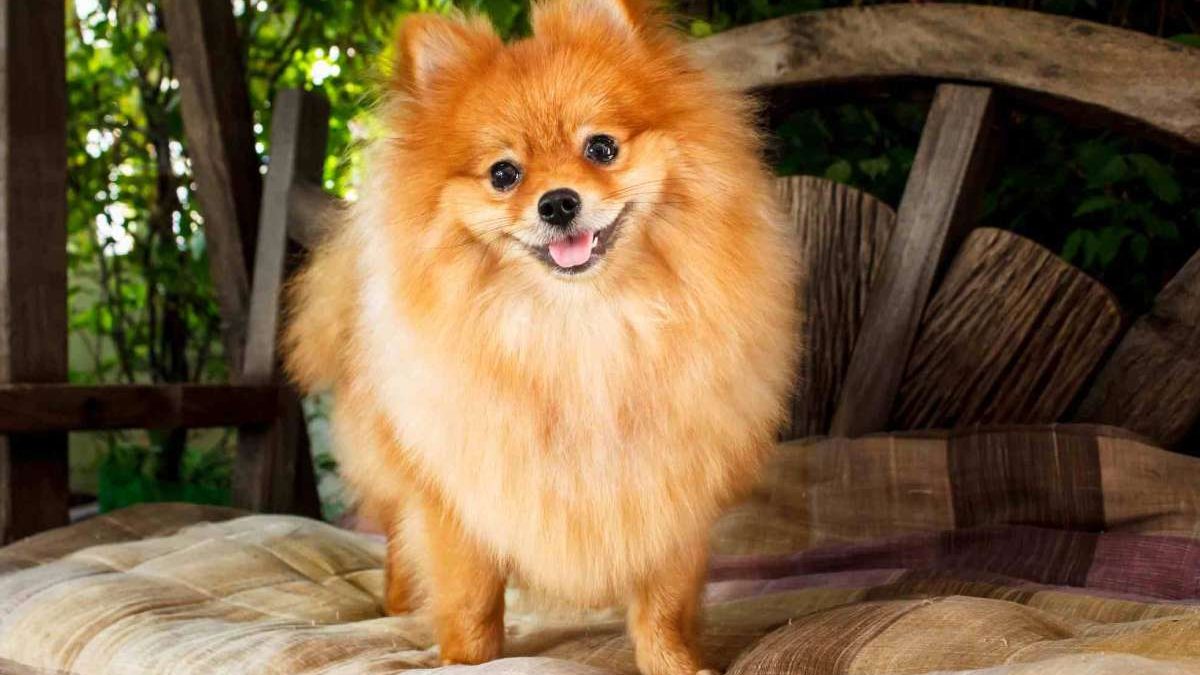 8 Best Puffy Companions: The Ultimate Guide to Fluffy Dog Breeds