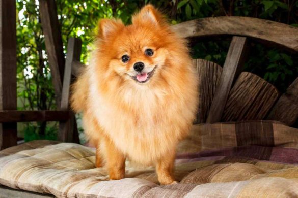 8 Best Puffy Companions_ The Ultimate Guide to Fluffy Dog Breeds