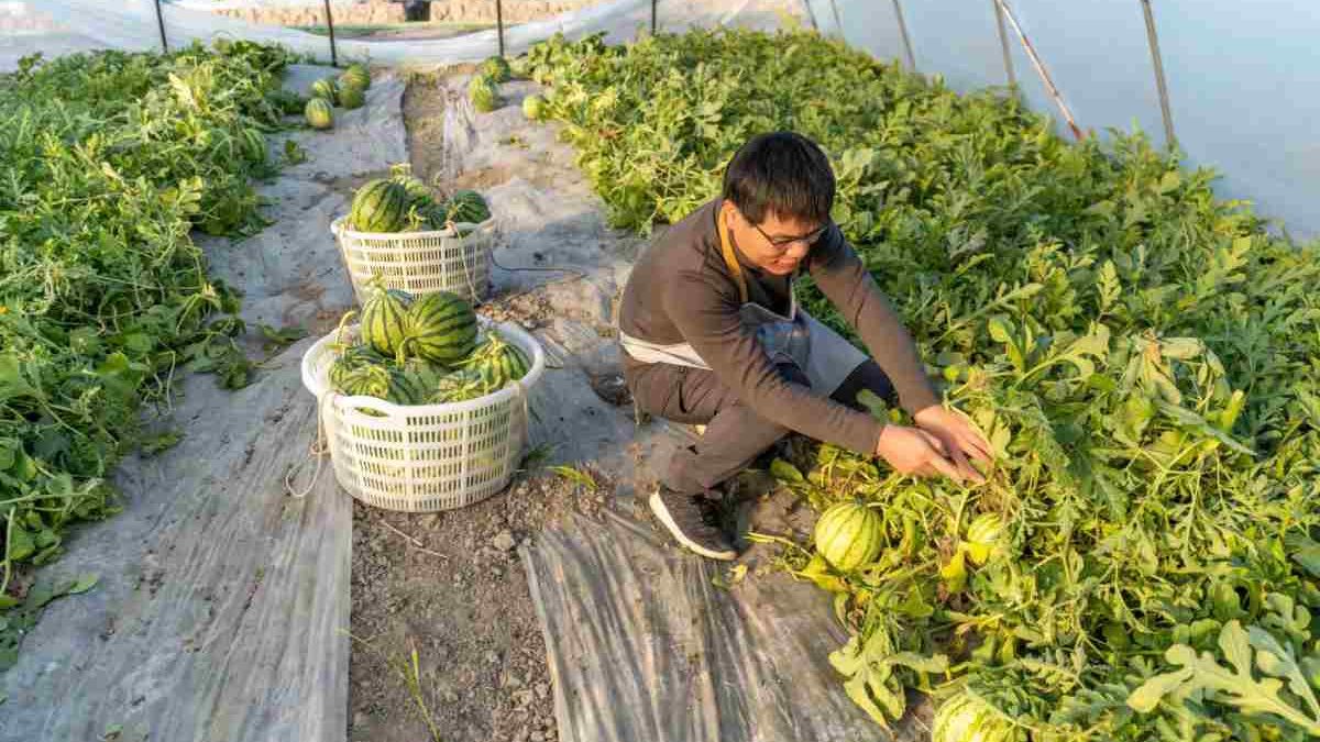 Advanced Techniques for Building a Self-Sufficient Homestead