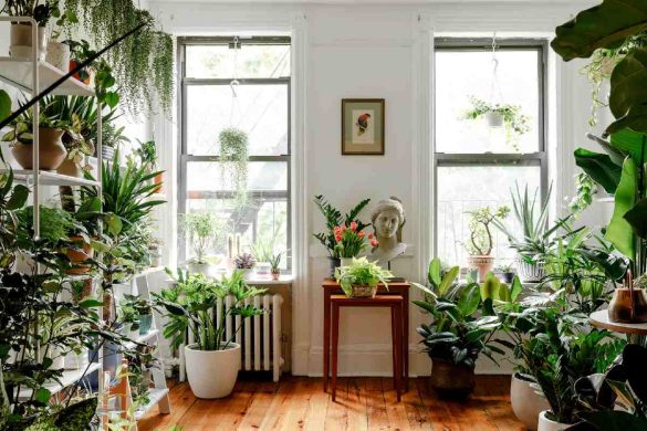 Green chic: latest trending plants into modern indoor spaces