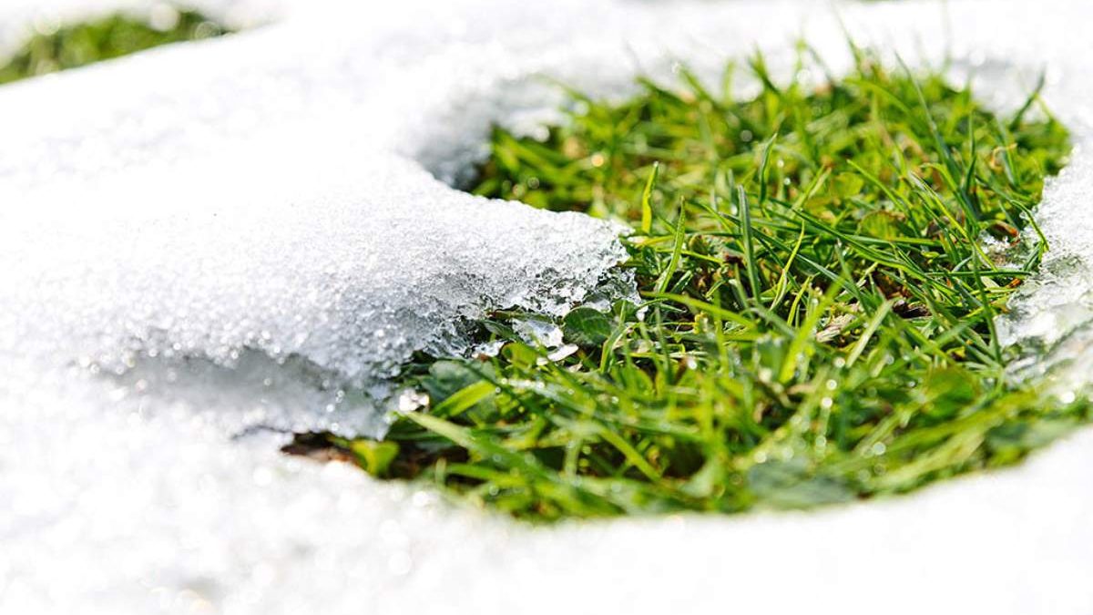 Is it Possible to Keep Your Grass Green in the Winter? 