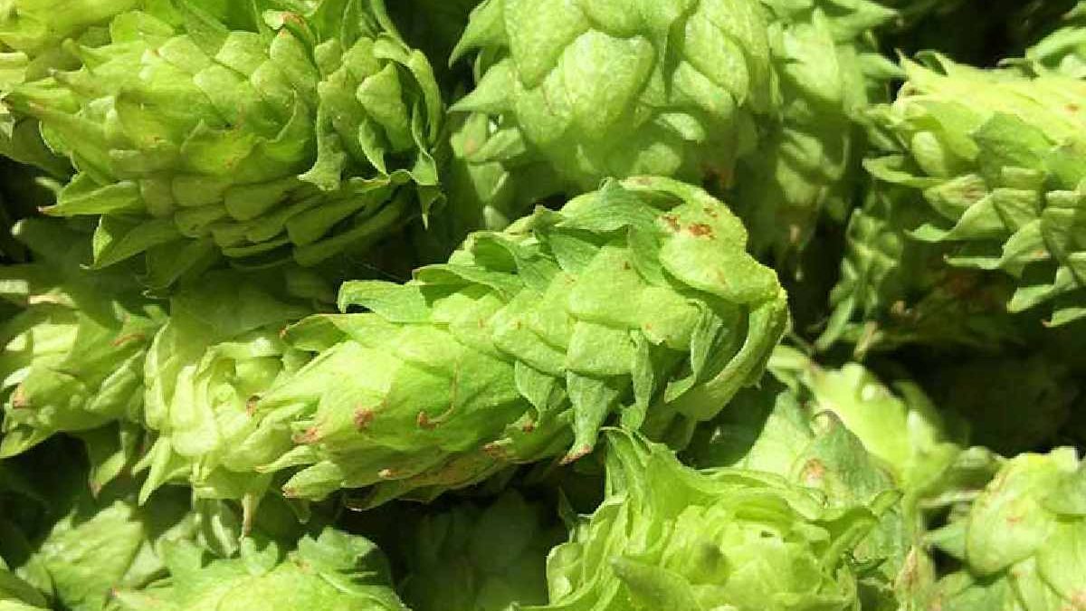 Citra Hops: Origins, Characteristics, and Flavor Profiles