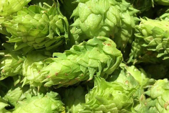 Citra Hops