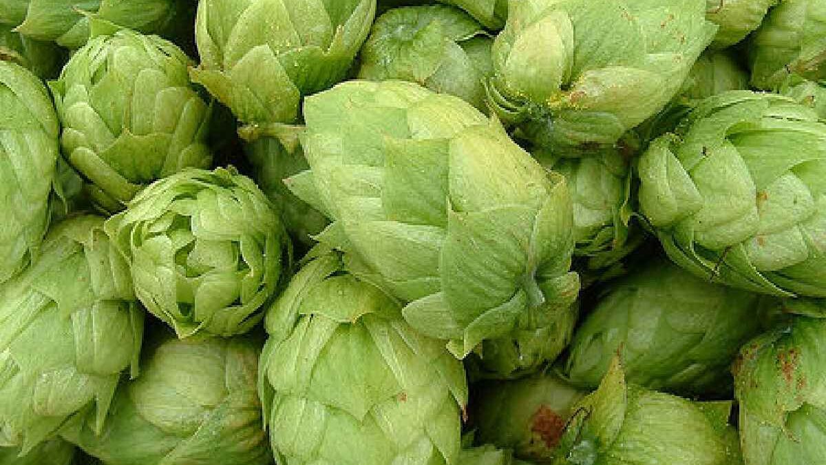 Citra Hops: Origins, Characteristics, and Flavor Profiles