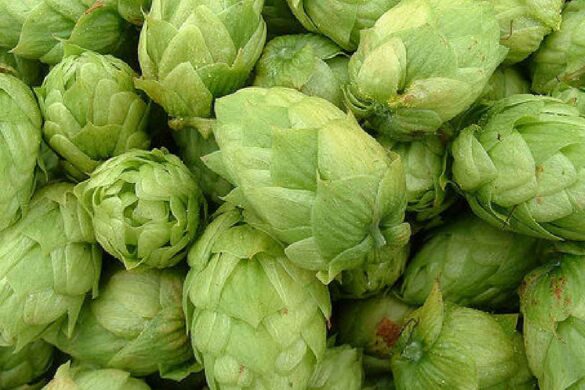 Citra Hops