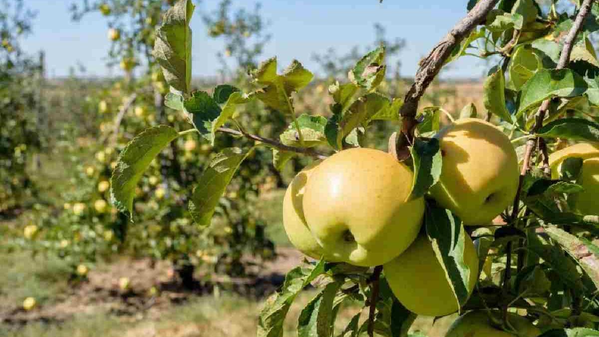 Exploring the Delicious World of Yellow Apples