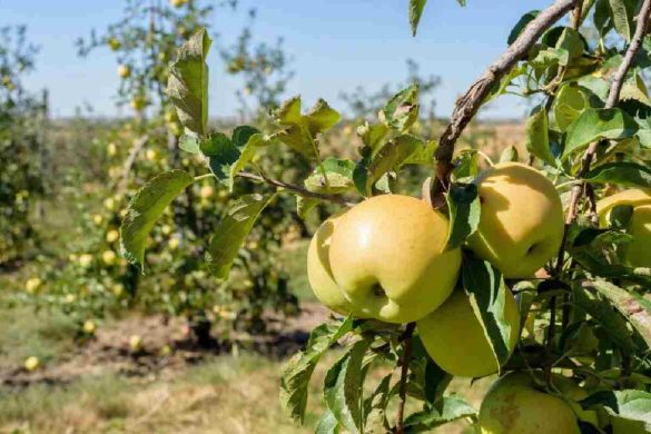 Exploring the Delicious World of Yellow Apples