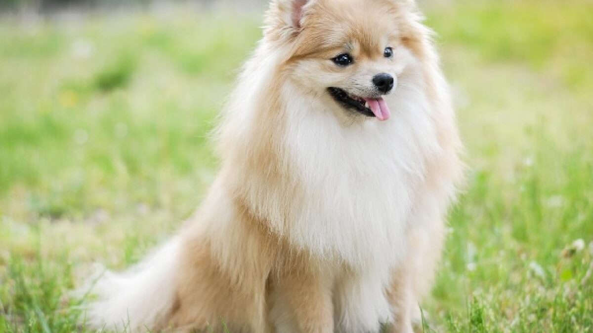 Best Puffy Companions: The Ultimate Guide to Fluffy Dog Breeds