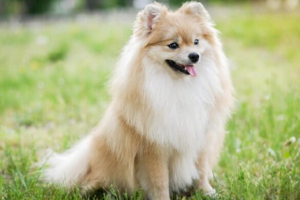 Fluffy Dog Breeds