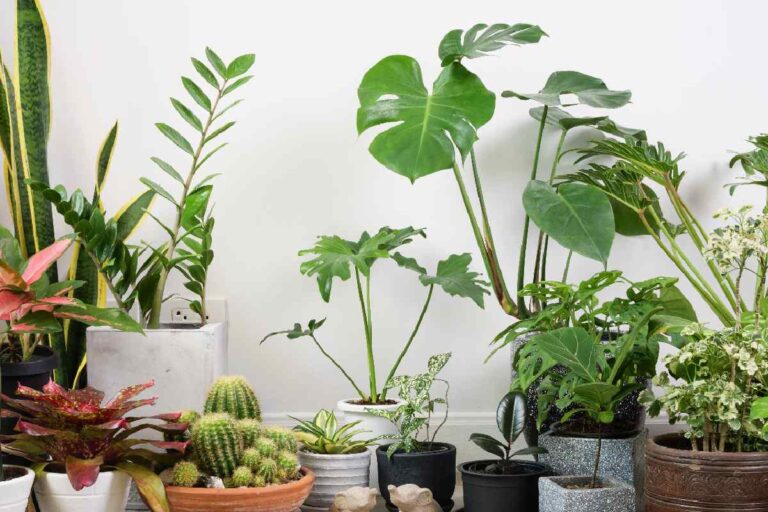 Indoor Plants