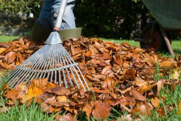Preparing Your Lawn and Garden for Fall