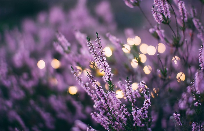 Flowers in Digital vs. Physical Form: Do Images Work?