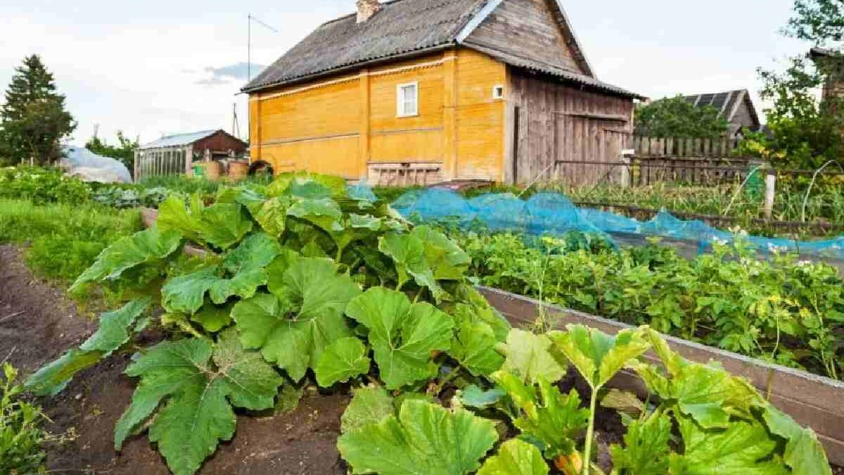 Techniques for Building a Self-Sufficient Homestead