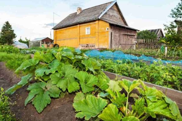 Self-Sufficient Homestead