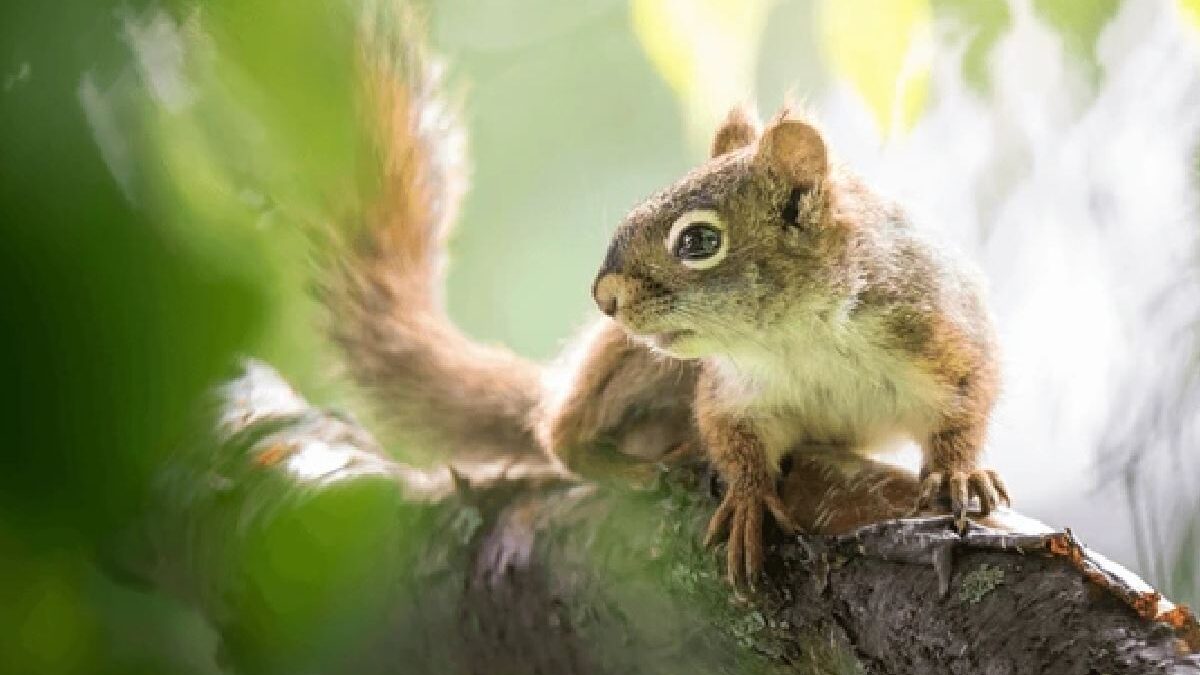 Tips to Keep Your Home Critter-Free