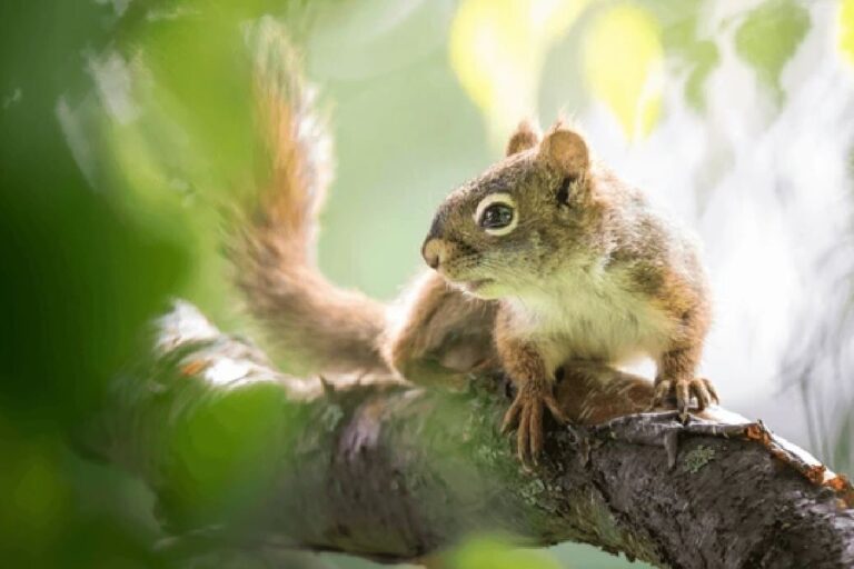 Critter-Free