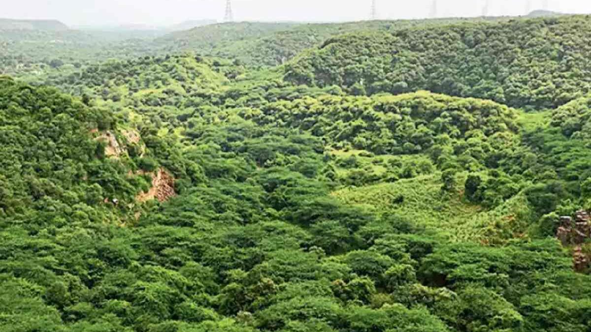 9 Green Tips to Improve The Ecosystem Around Home