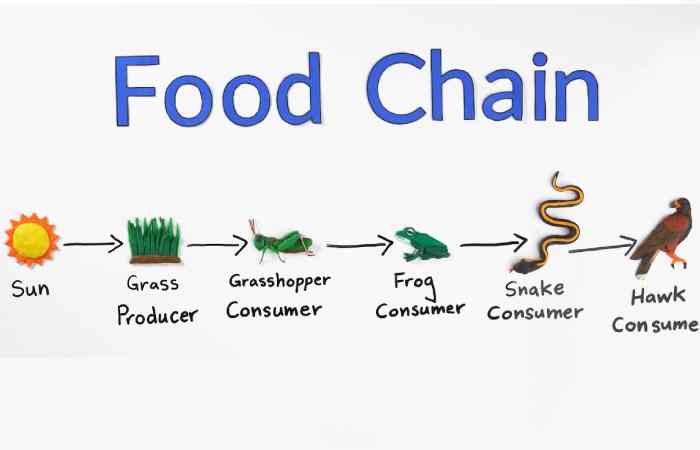 food chain