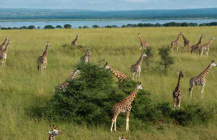 Grassland Ecosystems