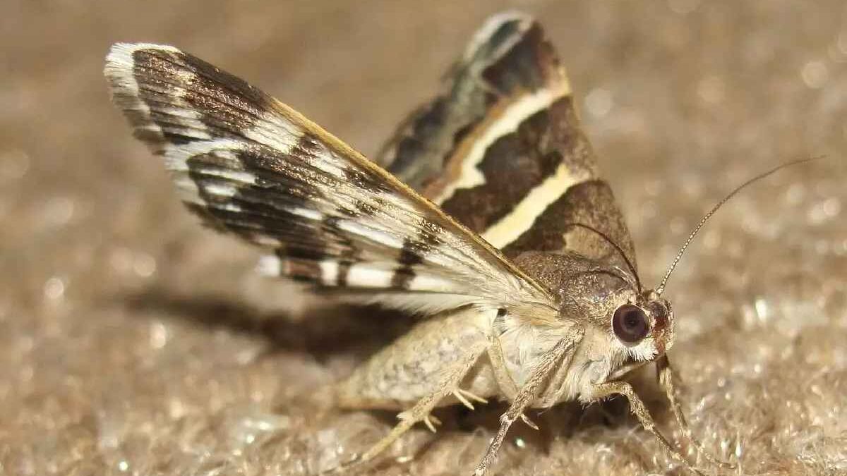 How to Prevent Moths from Infesting Your Home?