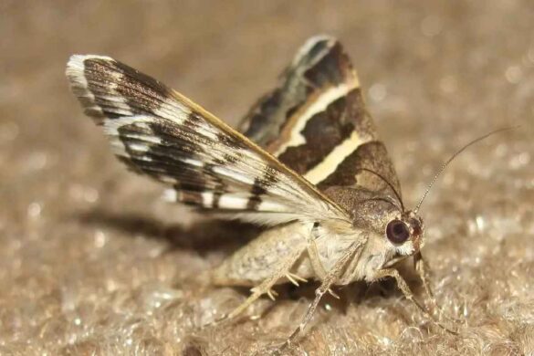 How to Prevent Moths from Infesting Your Home?