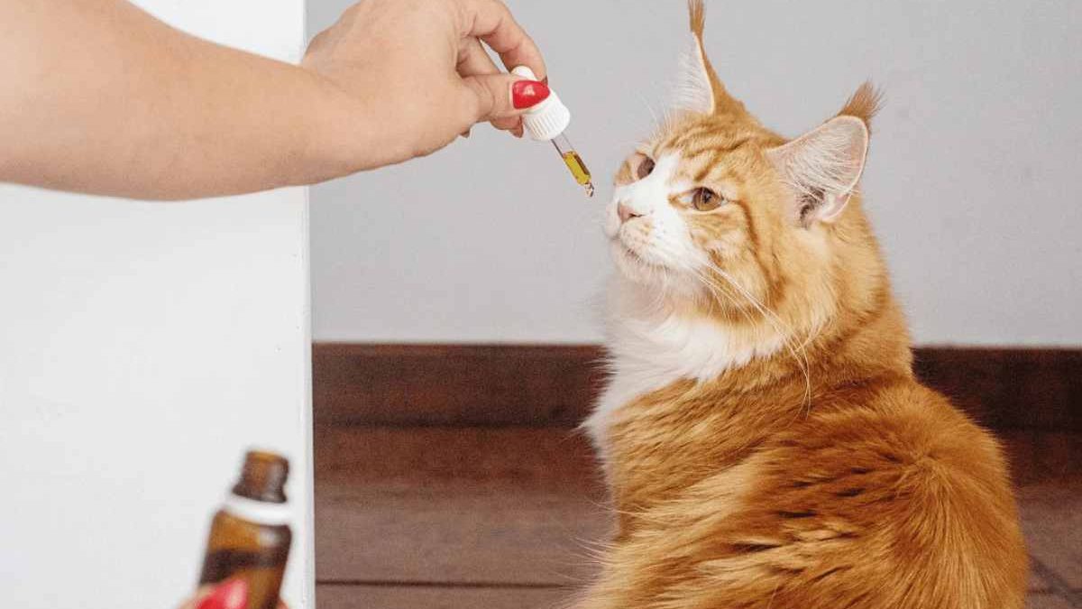 Calming Feline Fears: CBD Oil for Cats with Thunder and Noise Anxiety