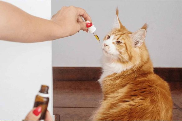 Calming Feline Fears: CBD Oil for Cats with Thunder and Noise Anxiety