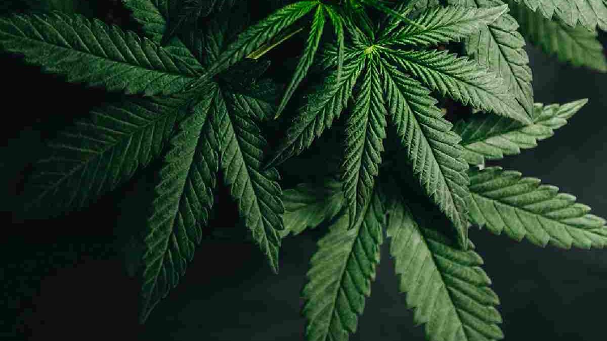 How Can You Begin Your Cannabis Journey With THC Vape?