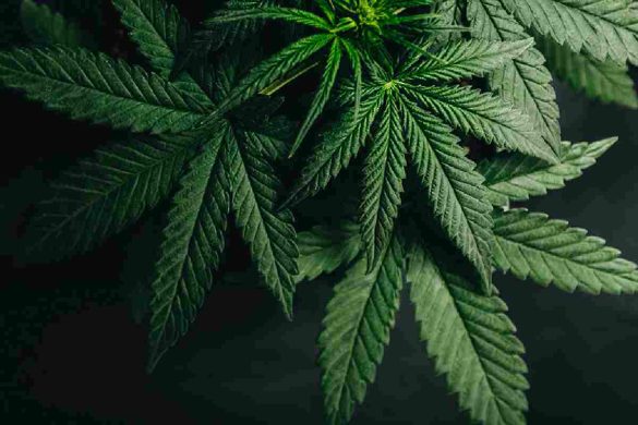 How Can You Begin Your Cannabis Journey With THC Vape?