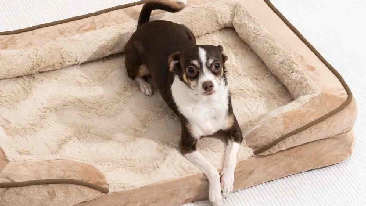 Dog Bed Buying Guide for Beginners