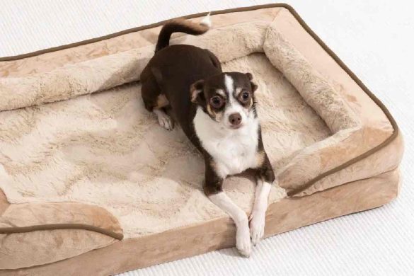 Dog Bed Buying Guide for Beginners