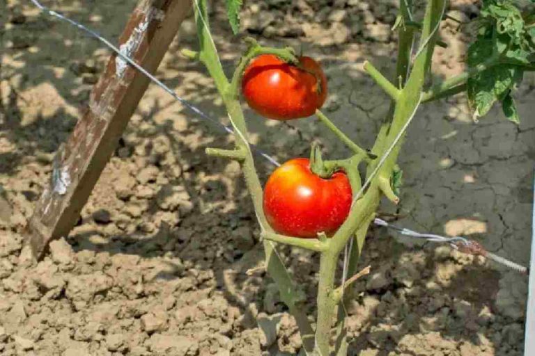 The Importance of Calcium for Tomato Plants