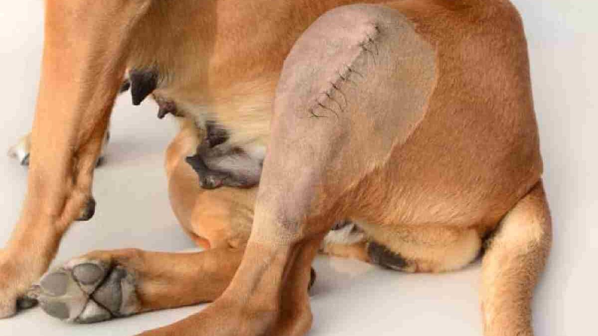 Long-Term Outcomes of TPLO Surgery in Dogs