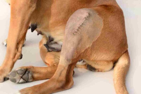 Long-Term Outcomes of TPLO Surgery in Dogs