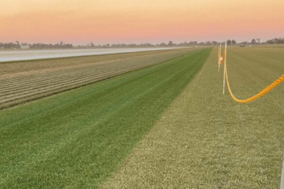 Is it Possible to Keep Your Grass Green in the Winter_